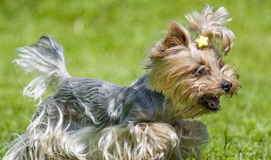 約克夏認(rèn)主人的表現(xiàn)是什么？