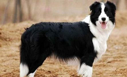 德國(guó)邊境牧羊犬幼犬價(jià)格多少一只?