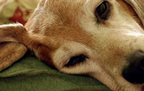 狗狗四腳朝天扭動的原因及處理方法