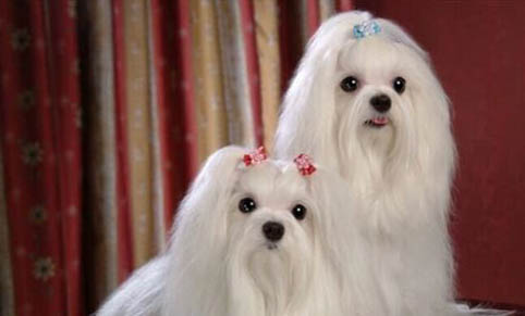 狗打疫苗會死嗎