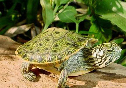 甜甜圈龜和黃耳龜區(qū)別