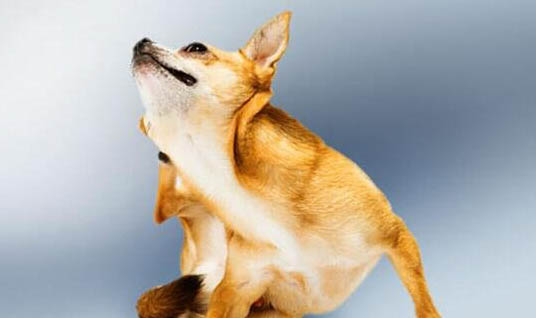 寵物犬有哪些品種