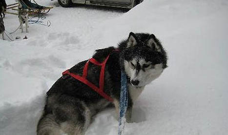 雪橇犬包括哪些？