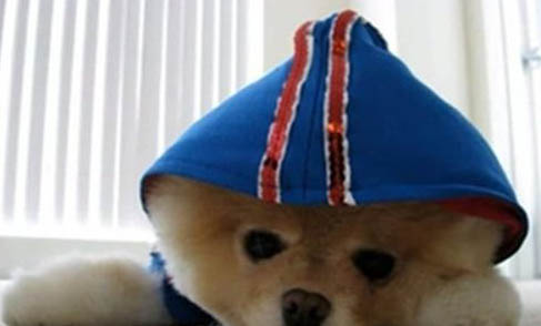 狗懷孕變瘦