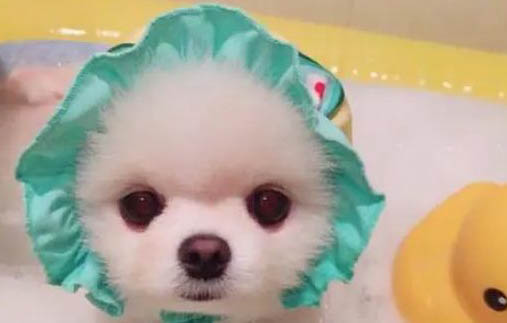 狗狗可以吃番石榴嗎 不可以吃