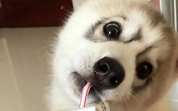 小狗感冒了吃什么藥好呢