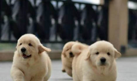 金毛犬英系貴還是美系貴