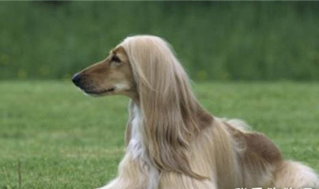 普羅特獵犬口臭怎么回事