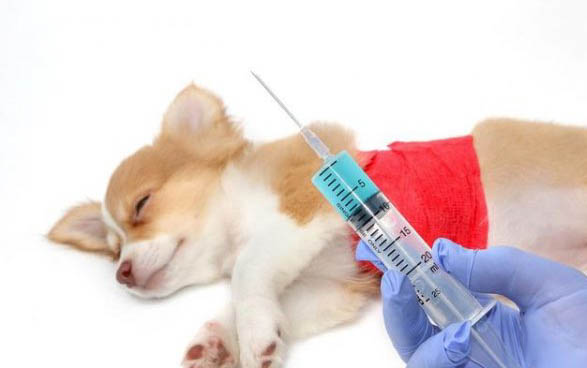 狗狗中毒一般能撐多久