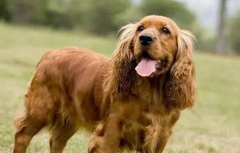 可卡犬什么時候出土可卡犬為什么沒人養