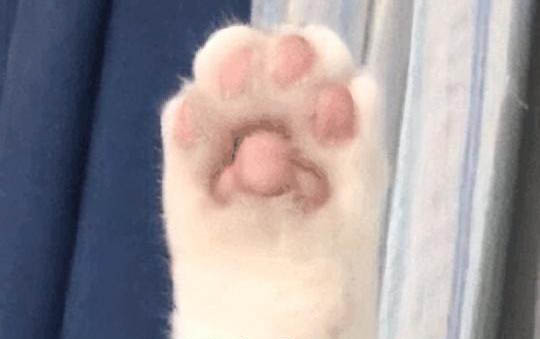 貓拉肚子了怎么辦