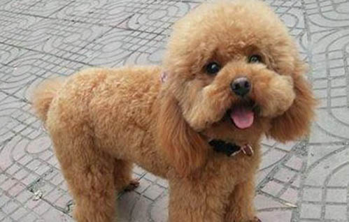 泰迪犬缺鈣會有哪些癥狀?