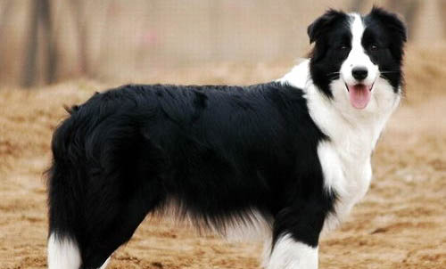 邊境牧羊犬窩咳吃什么藥最好