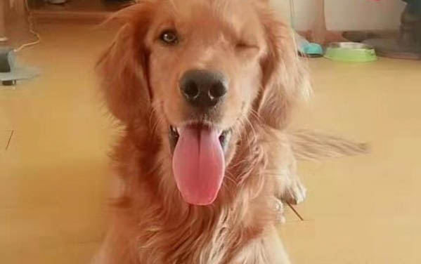 小狗晚上老叫怎么辦？