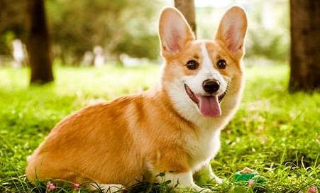 柯基犬掉毛嚴(yán)重是什么原因