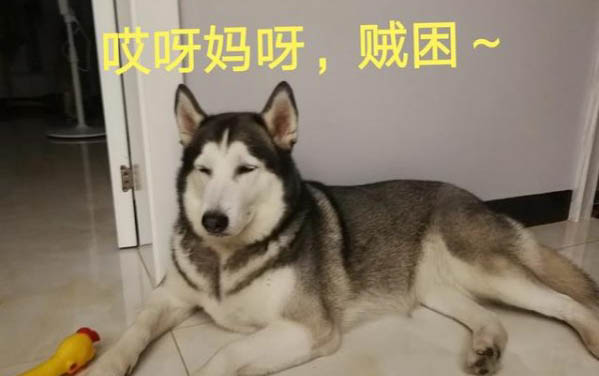 小狗翻腸子怎么辦？