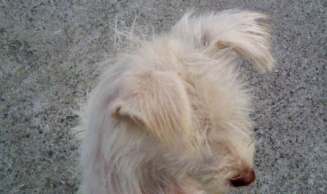 大型寵物犬有哪些品種