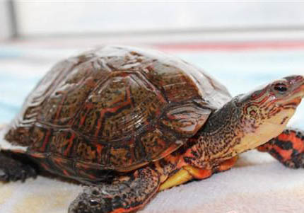 木紋龜能長(zhǎng)多大