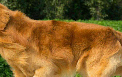 黃金獵犬是金毛嗎?黃金拾獵犬飼養(yǎng)方法是什么