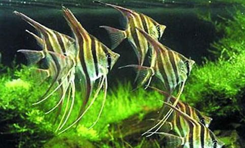 埃及神仙魚和秘魯神仙魚有什么區(qū)別