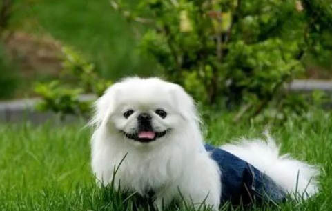 京巴犬飼養的注意事項