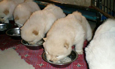 阿拉斯加幼犬喜歡什么玩具
