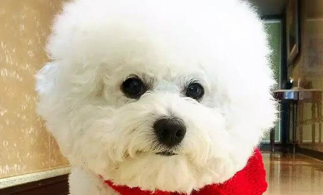 狗狗能吃蛋白嗎?
