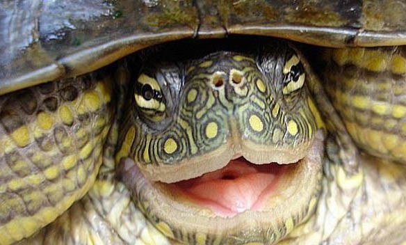 寵物龜?shù)倪x擇品種及技巧有哪些