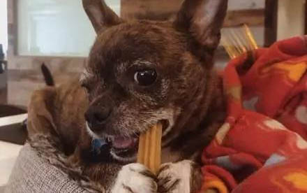 白色的小狗有哪些品種小型犬