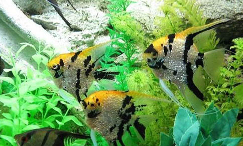養魚水質渾濁怎么辦