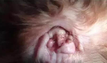 狗狗翻腸子原因有哪些