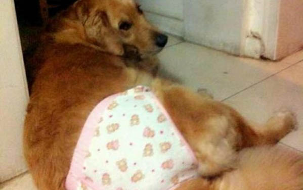 狗狗肚子上有個包軟軟的