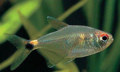 養魚的大潘養鱷龜吃魚