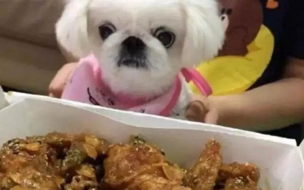 如何飼養京巴犬