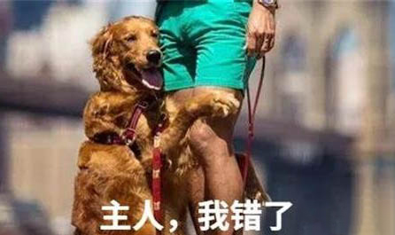 狗狗撕扯狗窩的原因及處理方法