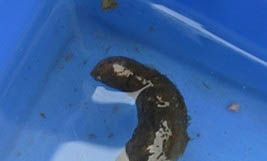 寵物龜頸潰瘍的癥狀表現