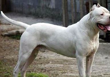 杜高和比特犬哪個(gè)厲害