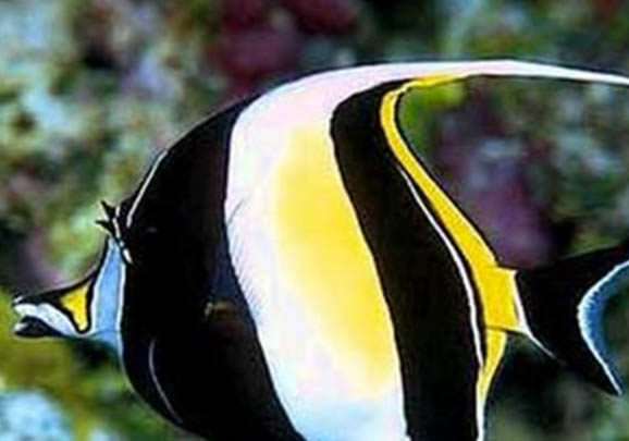 野釣鯽魚怎么調(diào)漂最好