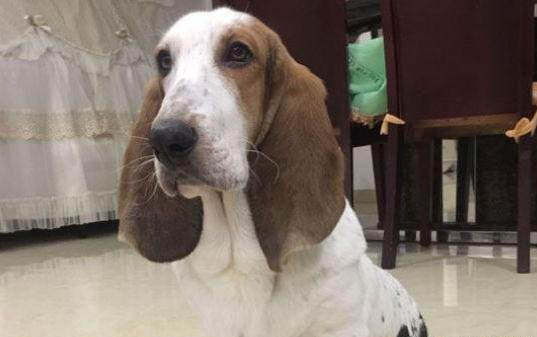 狗狗冠狀病毒能治好嗎