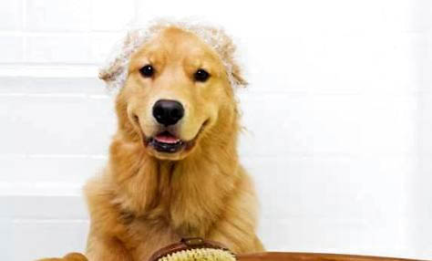 如何確診狗狗是否犬窩咳?