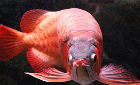 龍魚眼睛有白膜怎么辦