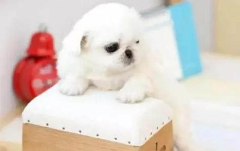 細小病毒對大狗有影響么