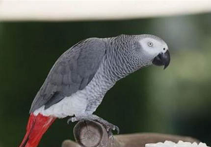 玄鳳鸚鵡合法嗎
