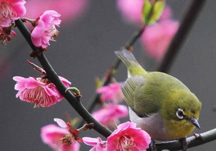 繡眼鳥(niǎo)的挑選秘訣
