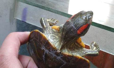 寵物龜肌肉注射注意事項