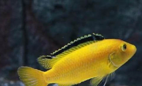 熱帶魚糧可以喂冷水魚嗎