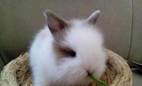 如何飼養寵物兔