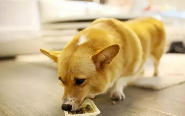 狗狗常見品種有哪些