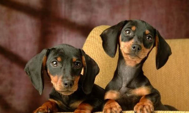 怎樣擁有好狗緣?