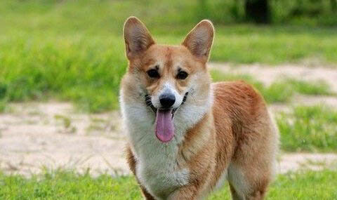 卡迪根威爾士柯基優缺點